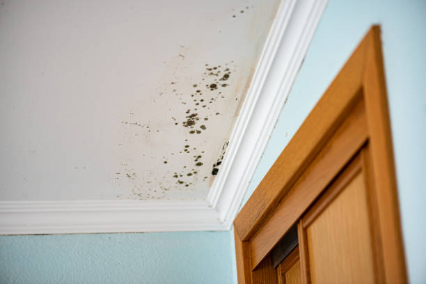 Trusted Holiday Valley, OH Mold Removal Experts